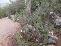 Prostanthera rotundifolia