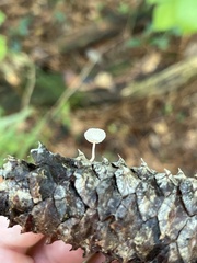 Strobilurus tenacellus