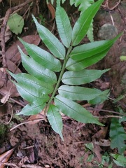 Angiopteris lygodiifolia