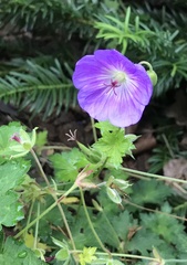 Geranium sanguineum