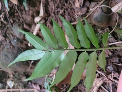 Angiopteris lygodiifolia