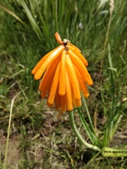 Kniphofia triangularis