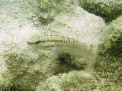 Amblygobius stethophthalmus