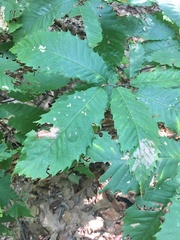 Castanea dentata
