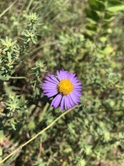 Symphyotrichum oblongifolium