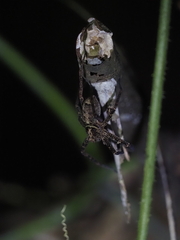 Heteropoda amphora