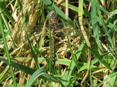 Rhionaeschna californica