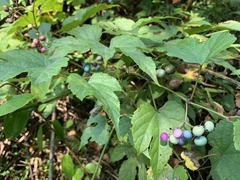 Ampelopsis