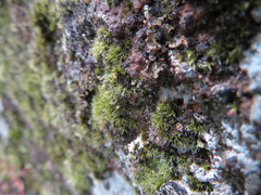 Campylopus introflexus