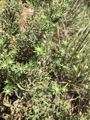 Symphyotrichum oblongifolium