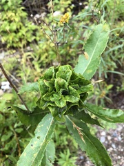Rabdophaga rosaria