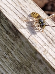 Vespula vulgaris
