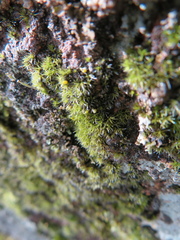 Campylopus introflexus