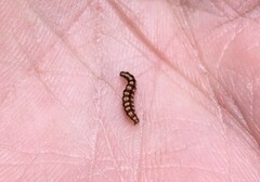 Swammerdamia pyrella