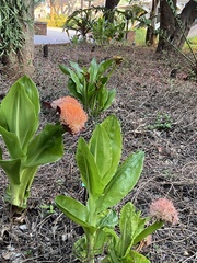 Scadoxus puniceus