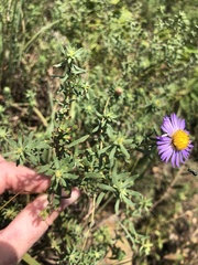Symphyotrichum oblongifolium