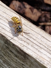 Vespula vulgaris