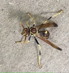 Mischocyttarus mexicanus