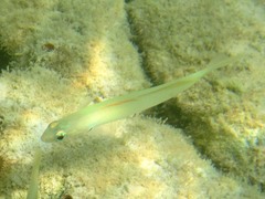 Ptereleotris microlepis