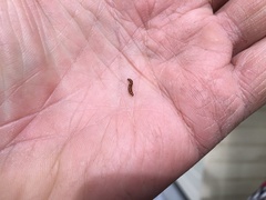 Swammerdamia pyrella