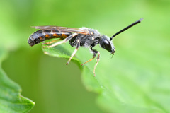 Sphecodogastra