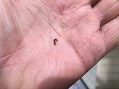 Swammerdamia pyrella