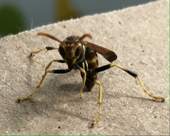 Mischocyttarus mexicanus