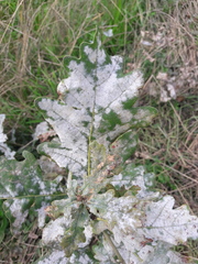 Erysiphe alphitoides