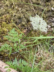 Conioselinum