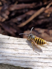 Vespula vulgaris