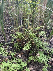 Thelypteris palustris