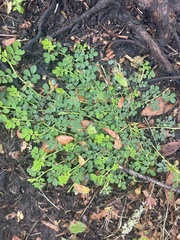 Indigofera spicata