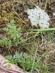 Conioselinum