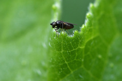Phorinae