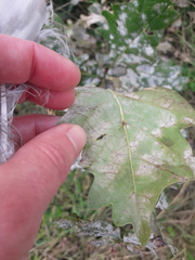 Erysiphe alphitoides