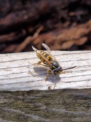 Vespula vulgaris