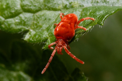 Trombidioidea