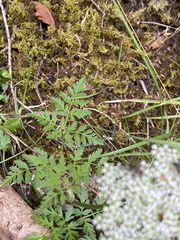 Conioselinum