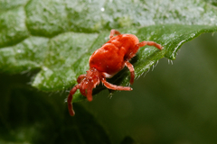 Trombidioidea