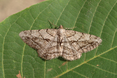 Peribatodes perversaria