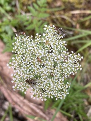 Conioselinum