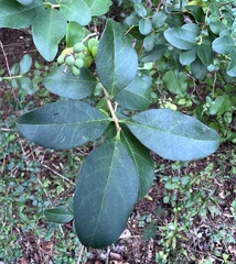 Oleaceae