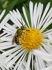 Agapostemon virescens