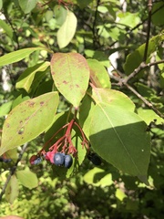 Viburnum cassinoides image