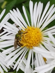 Agapostemon virescens