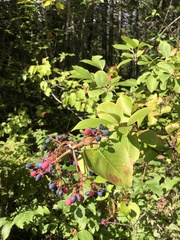 Viburnum cassinoides image