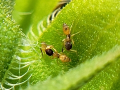 Tapinoma melanocephalum