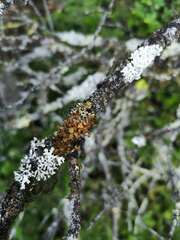 Tuckermanopsis orbata