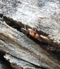 Camponotus snellingi
