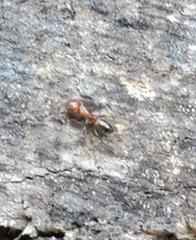 Camponotus snellingi